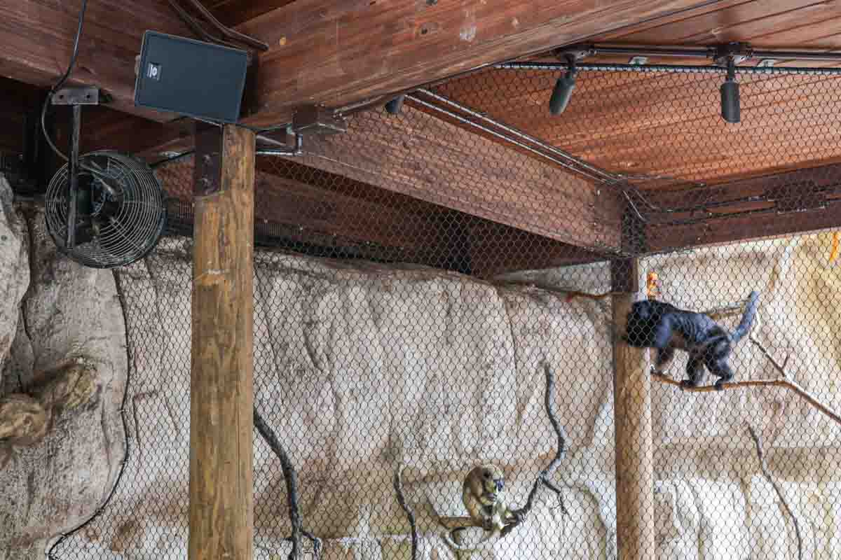 Houston Zoo Pantanal Howler Exhibit Audio Speaker